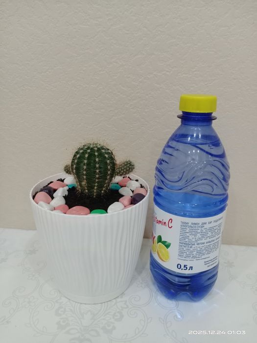 Комнатные цветы. Кактусы.