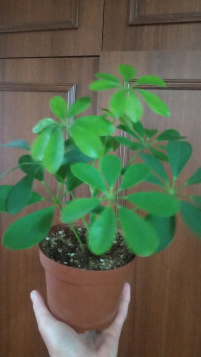 Валлота луковичное Растение