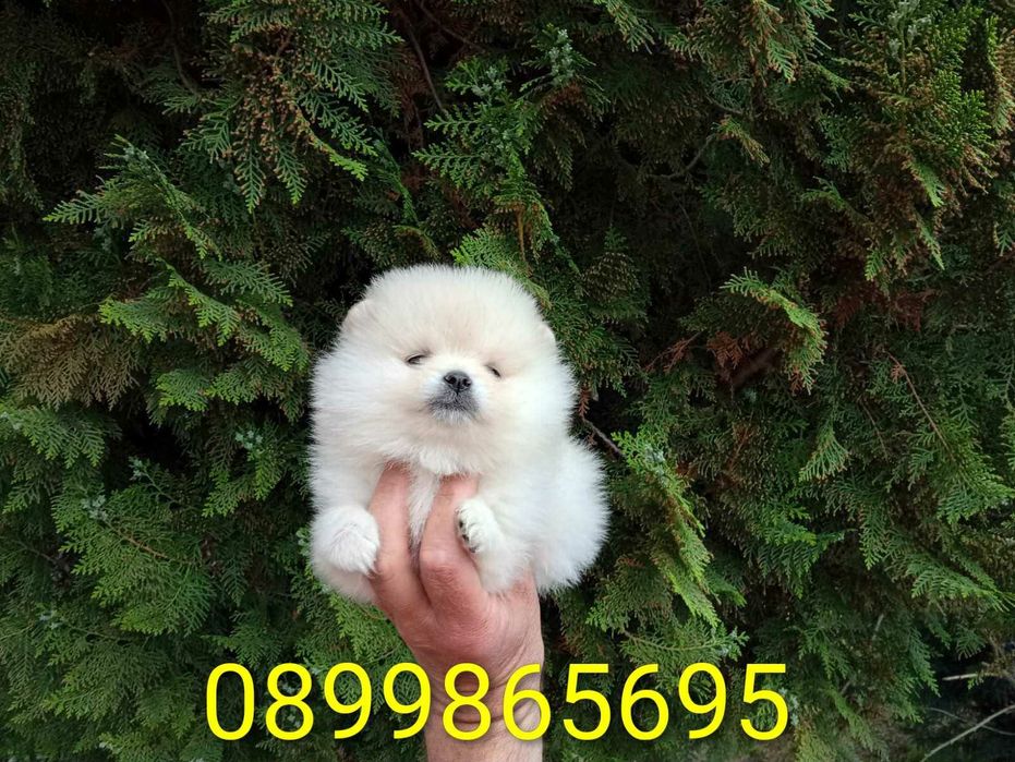 Померанчета! Мъжки и женски кученца!