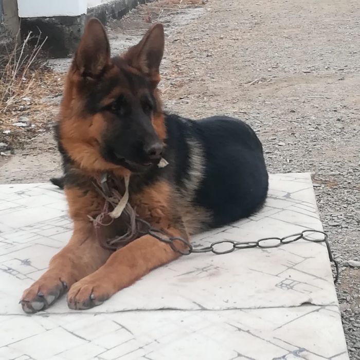 Овчарка/ собака/