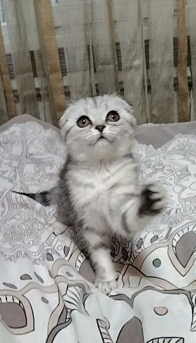 Скоттиш фолд. Девочка.