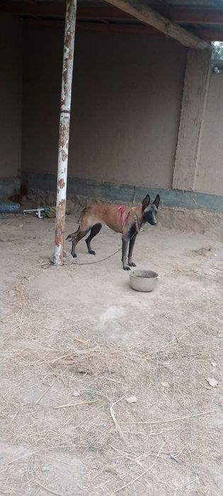 Sotiladi Belgiya malinovasi