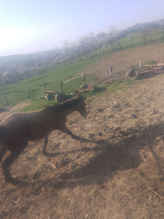 Vând Armăsar 5 luni semigreu