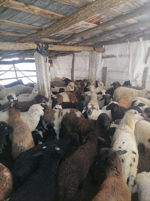 Vand miei paste pentru sacrificare