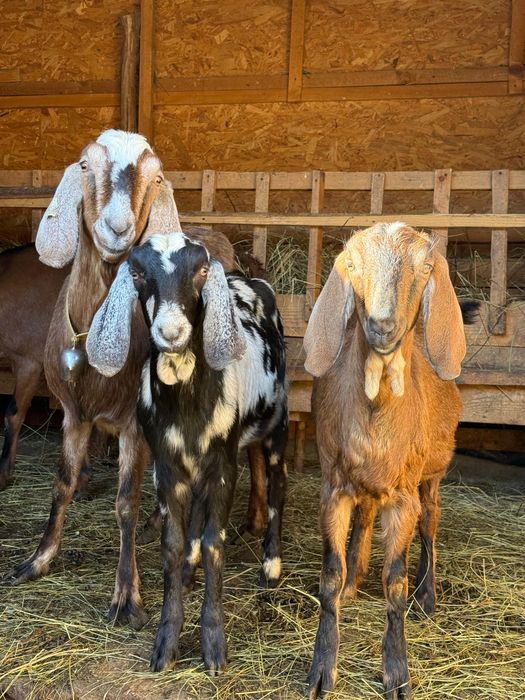 Capra rasa Alpin Francez si Anglo-nubian