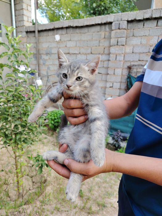 Котята  мама британка. Папа выслоухие