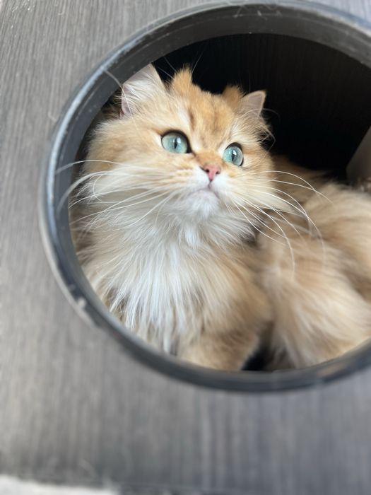 Pisica british longhair golden cu pedigree