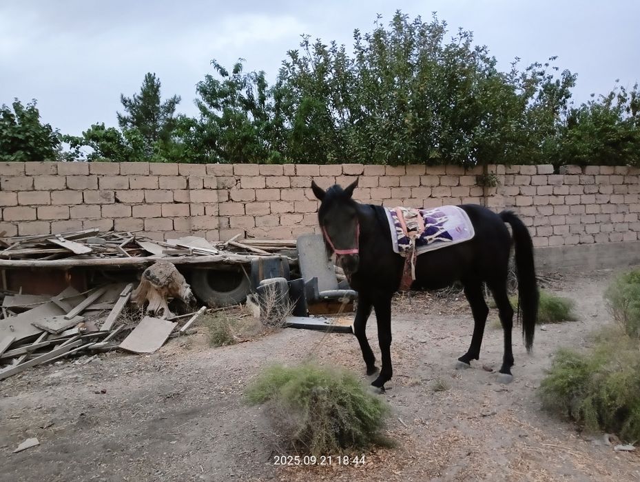 Ot sotiladi kõpkari ot