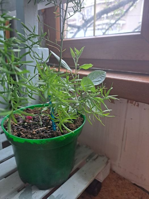 Комнатные растения