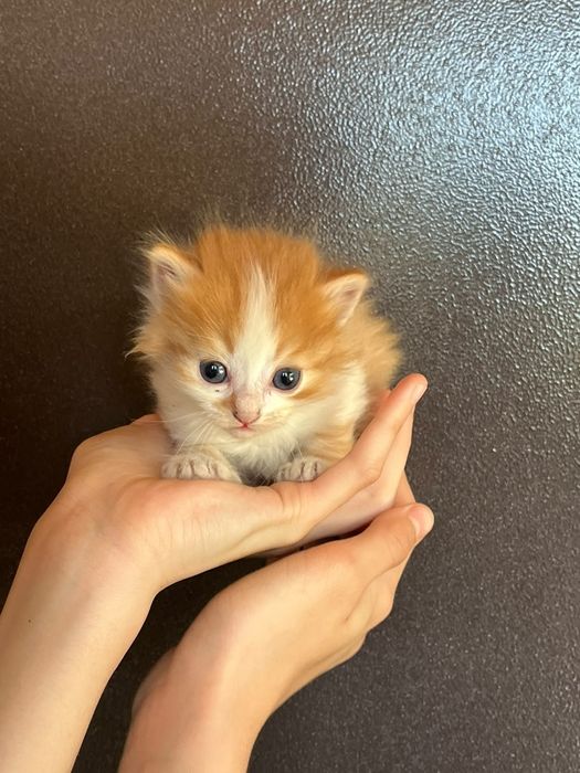 Отдам даром котят