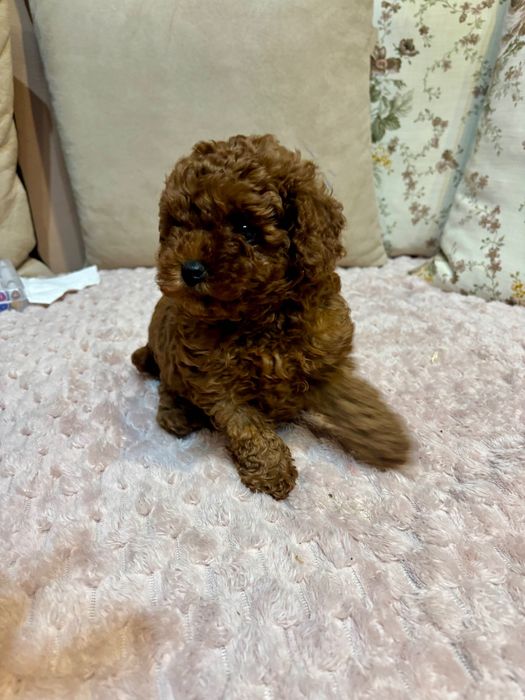 Продавам Мини Той пудел