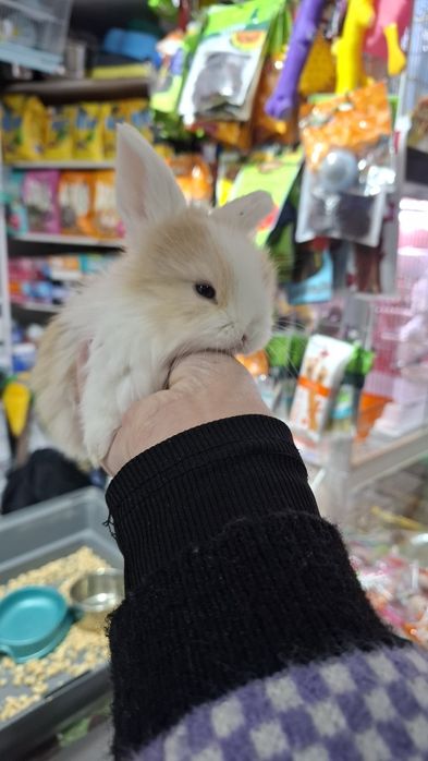 Поступление карликовых кроликов