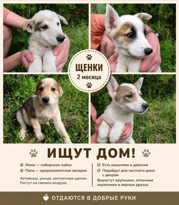 Породистые щенки ищут приют и добрые руки!