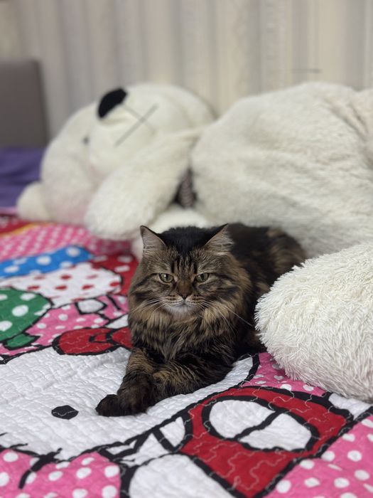 БЕСПЛАТНО отдам Кошку