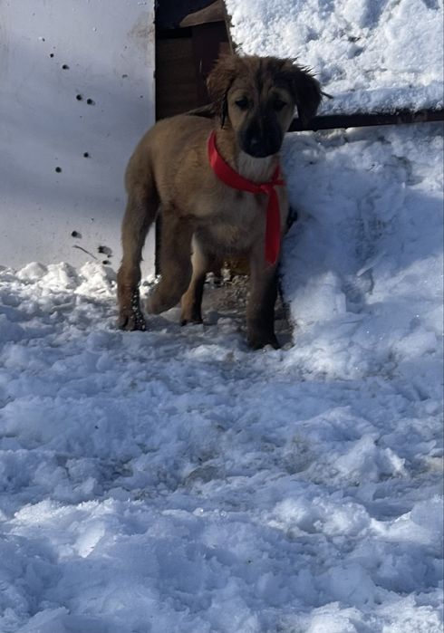 Продам тазы(девочка микс)