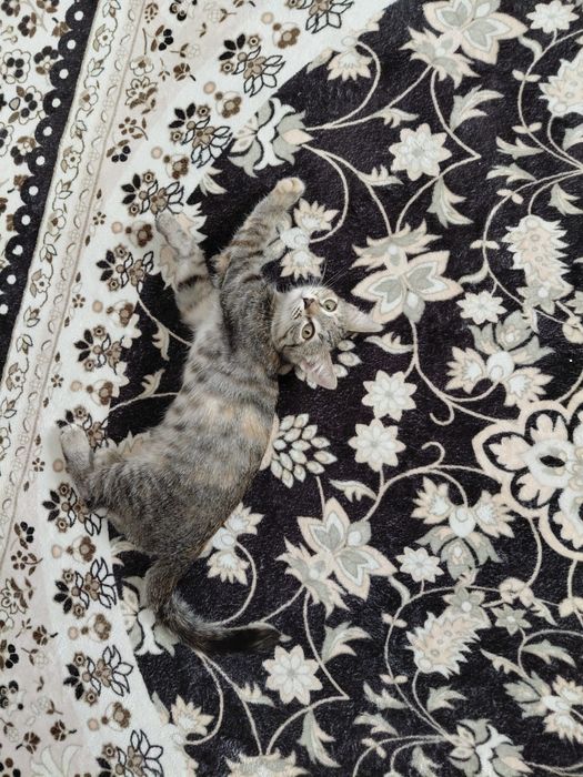 Отдам кошку бесплатно