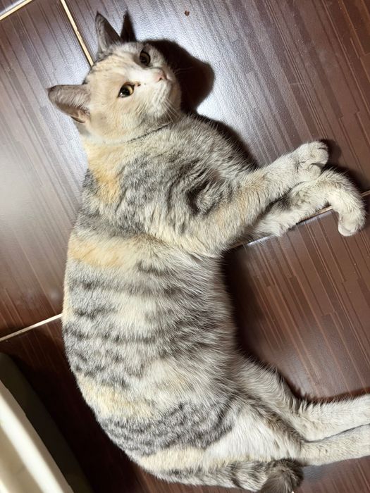 Кошка в добрые руки