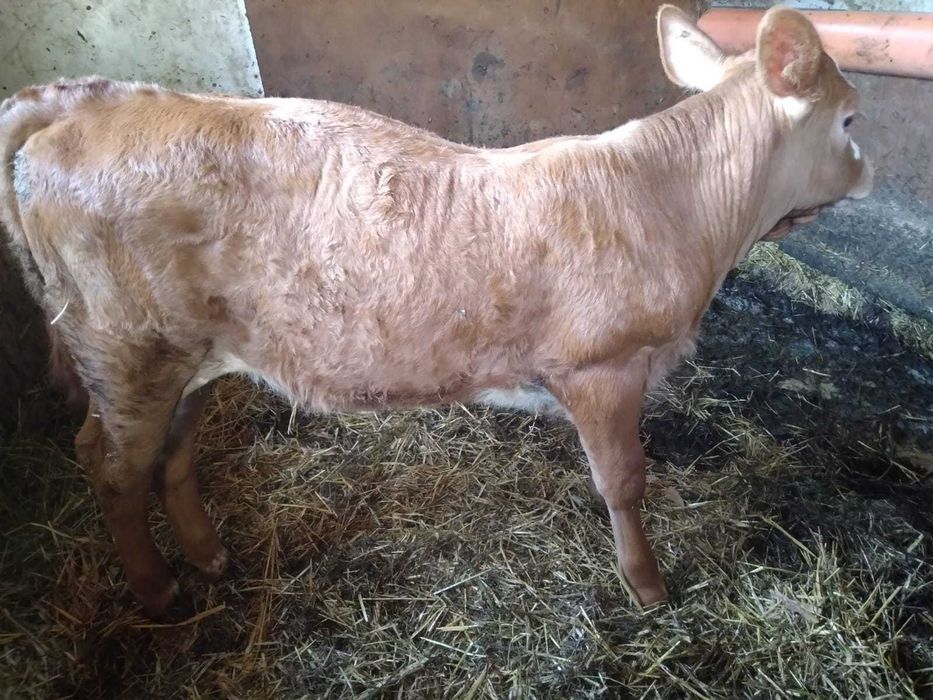 De vânzare 2 vitele!