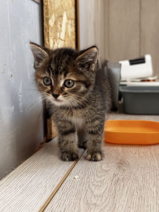 Отдам котенка девочка