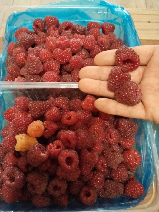Продам саженцы малины ремонтантные сорта