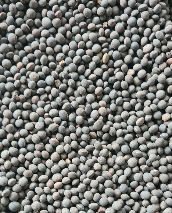 Sămânță de lucernă certificată