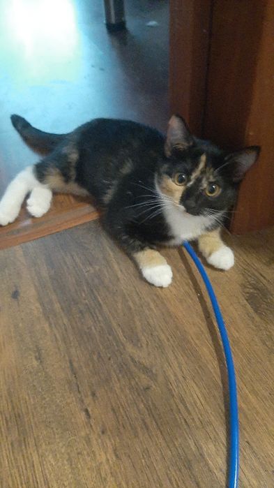 Котята , мальчик и девочка