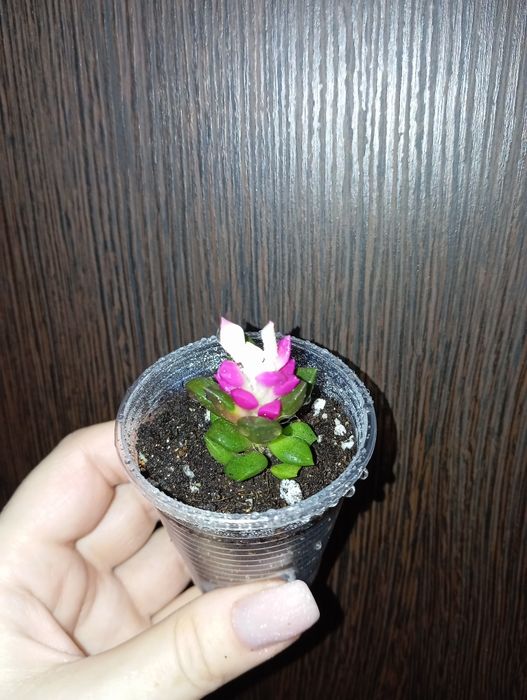 Продам Анакампсерос, семпервивум (суккулент)