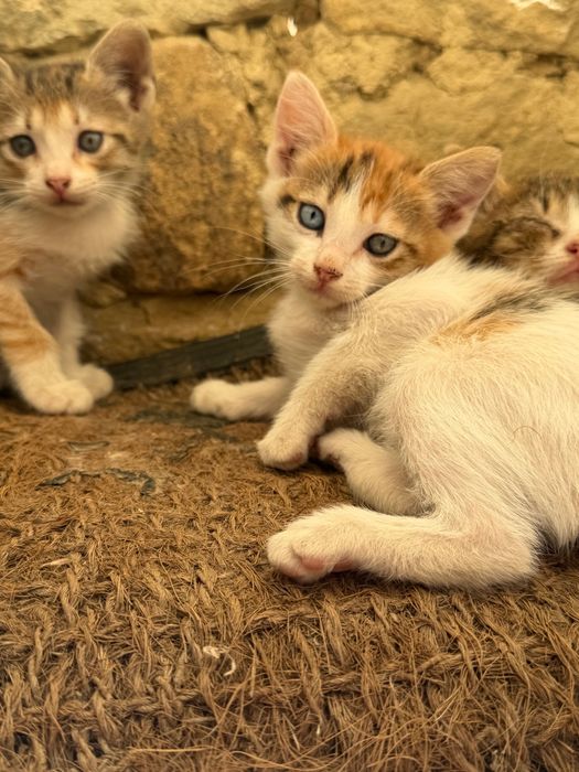 Подаряват се 4 котенца