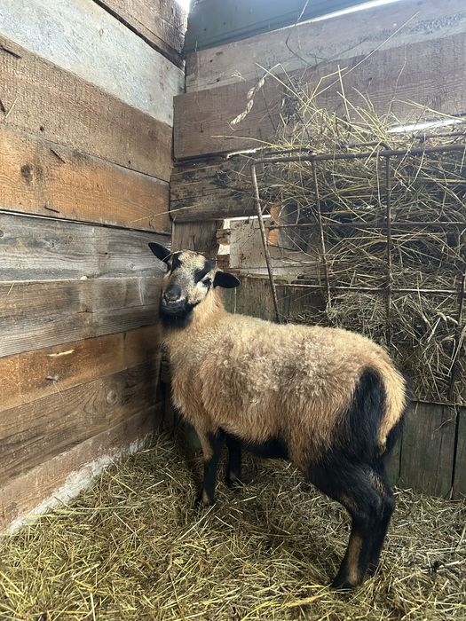 Vand Oi rasa ( Camerun )