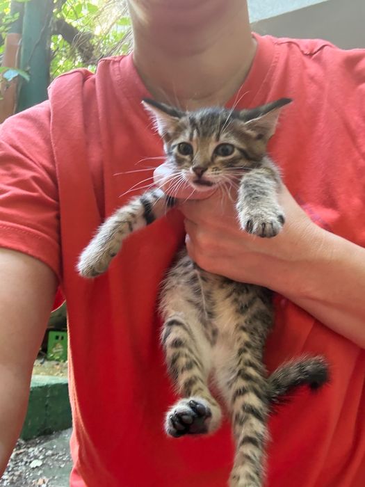 Pisoi pentru adopție Bucuresti