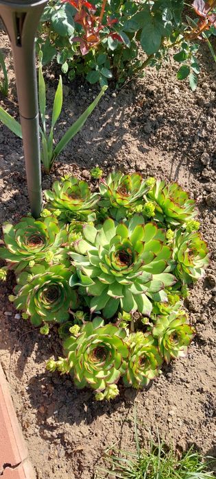 Buchete de Plante suculente, rezistente la frig. 10 fire la 30 lei