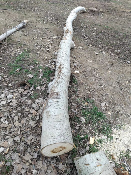 Ko‘k terak sotiladi