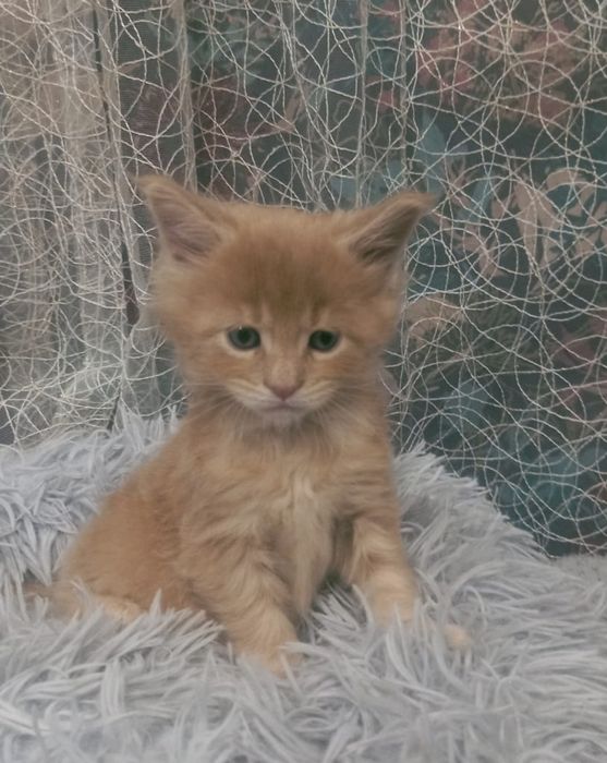 Котята Мейн куна
