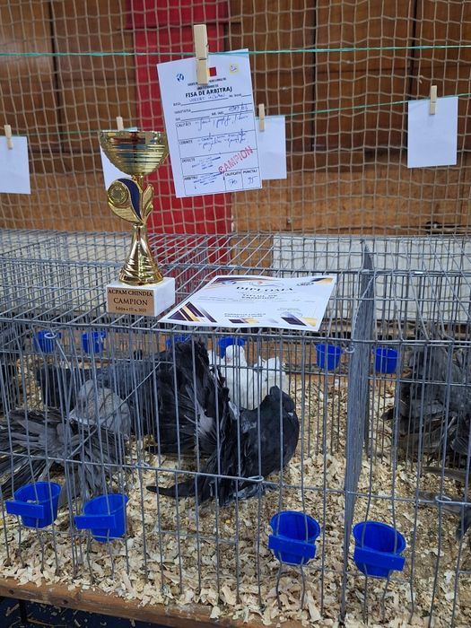 INDIENI Voltati indieni