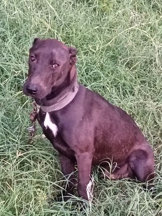 Питбуль ит сотилади