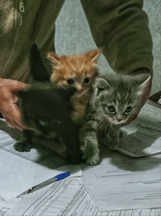 Котята, бесплатно. Село Шамалган