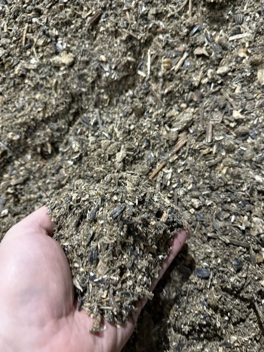 Vand goz /gozuri floarea Soarelui