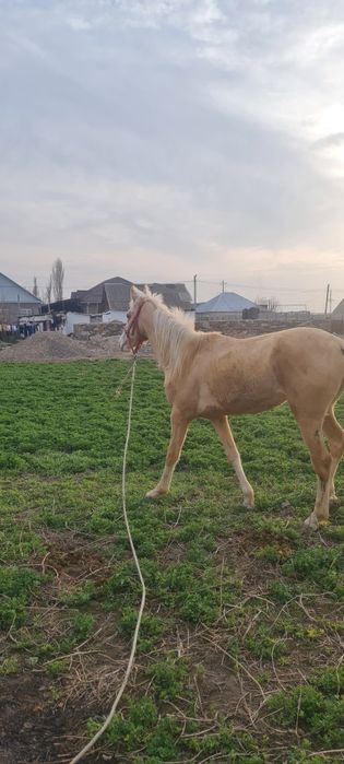 Продам   жеребца