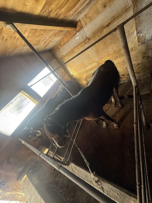 продаются жеребцы