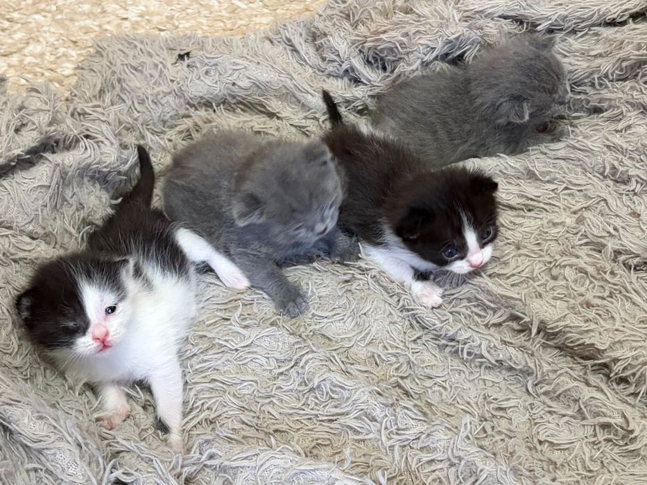 Отдам котят в добрые руки