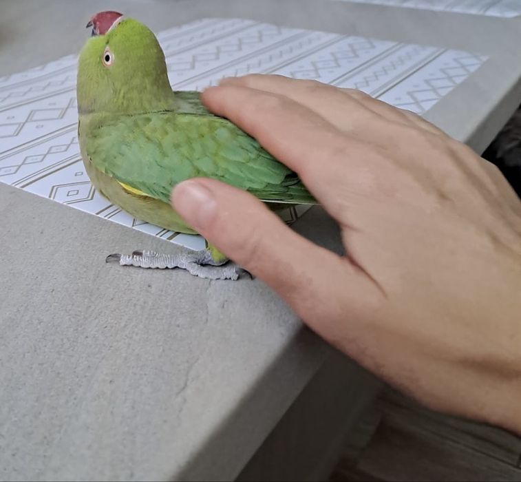 Papagal micul alexandru