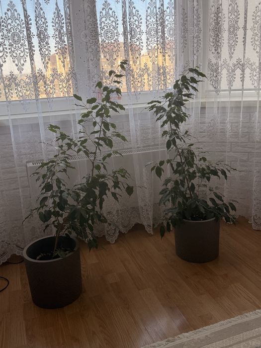 Продаются цветы Фикус