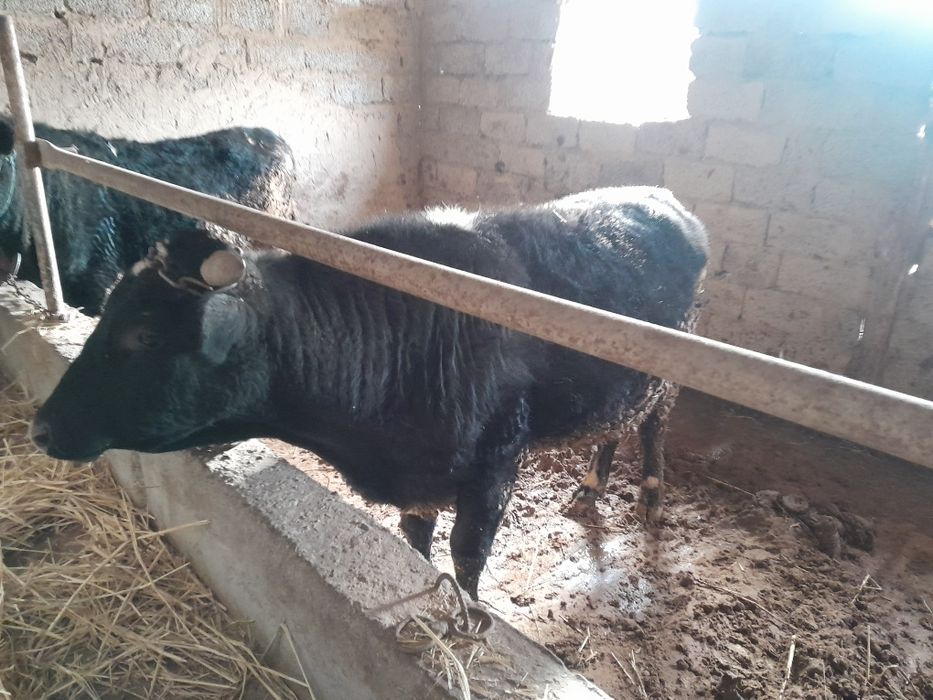 огыз сатылады 500000