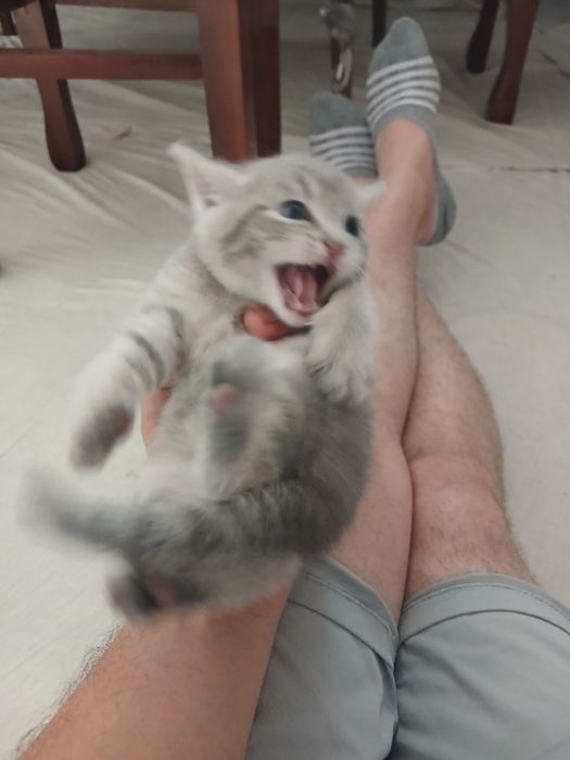 Кошка шотландский скотиш фолд ихнин мама 3 котят Малчики 1 месяц