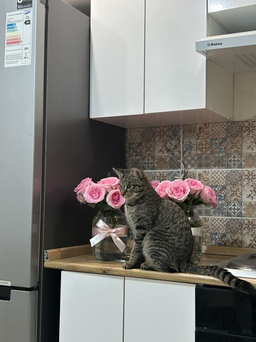 Отдам кота в добрые руки