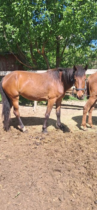 Лошадь 4 года, месяц на откорме