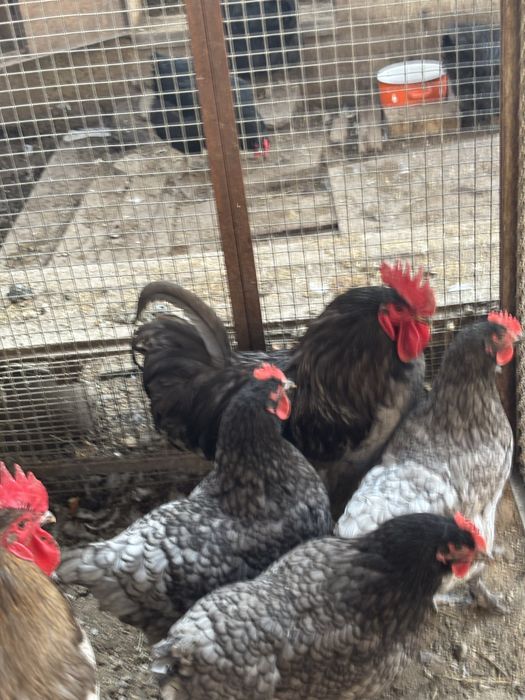 Продам яйца на инкубацию