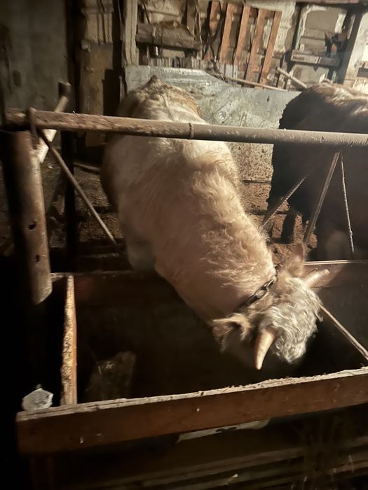 Откорм бычки 6 голов