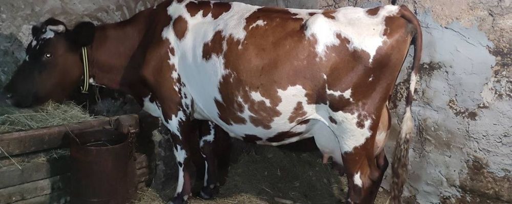 сүтті сиыр стельная бұзаумен