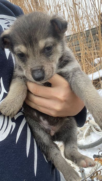 Щенки бесплатно в добрые руки